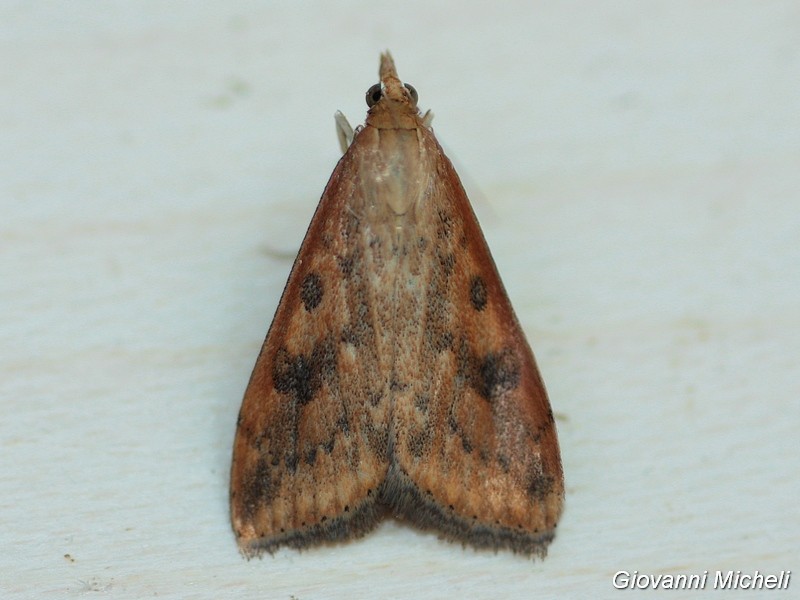 Udea ferrugalis Crambidae